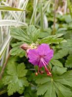Geranium macrorrhizum / ooievaarsbek, Tuin en Terras, Planten | Tuinplanten, Ophalen, Bodembedekkers, Vaste plant, Halfschaduw