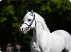 Knappe en lieve B pony te koop, Dieren en Toebehoren, Ruin, Niet van toepassing, B pony (1.17m tot 1.27m), 11 jaar of ouder