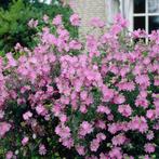 Malva mochata, Tuin en Terras, Ophalen, Vaste plant