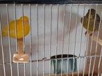 Fife fancy - 2 poppen van 2025, Dieren en Toebehoren, Vogels | Kanaries, Vrouwelijk, Postuurkanarie