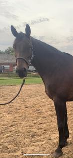 Te koop 8 jarige merrie (Elvis Ter Putte), Dieren en Toebehoren, Paarden, Merrie, Springpaard, M, 170 tot 175 cm
