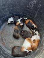 jonge mannelijke kleurrijke cavia's, Dieren en Toebehoren, Knaagdieren, Augustus, Mannelijk, Cavia