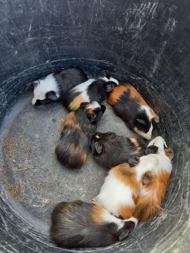 jonge mannelijke kleurrijke cavia's, Dieren en Toebehoren, Knaagdieren, Mannelijk, Cavia, Augustus