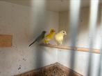 Raza Espagnola kanarie, Dieren en Toebehoren, Vogels | Kanaries, Vrouwelijk, Postuurkanarie