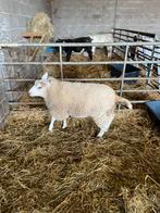 Mooie texel bok 8 maand, Dieren en Toebehoren, Schapen, Geiten en Varkens