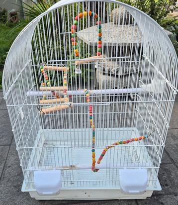 Cage calopsites ou canari ou autres beschikbaar voor biedingen