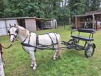 Excellent twee wieler, Dieren en Toebehoren, Gebruikt, Sulky, Pony
