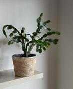 Kerstcactus, Ophalen