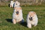 Chow Chow pups te koop, 15 weken tot 1 jaar, Overige rassen, Buitenland, Parvo