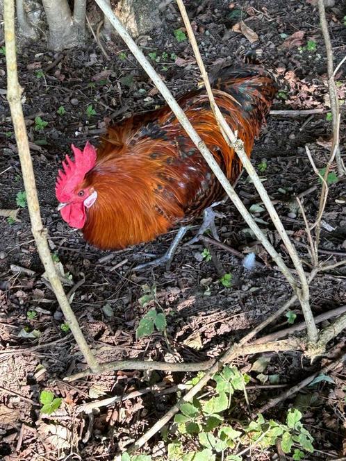 Goudbrakel haan, Dieren en Toebehoren, Pluimvee, Kip, Mannelijk