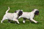 Mopshond pups te koop, Dieren en Toebehoren, Honden | Bulldogs, Pinschers en Molossers, 15 weken tot 1 jaar, Overige rassen, Buitenland