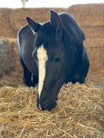 Prachtige zwarte Merrie (4yo), Dieren en Toebehoren, Paarden, Springpaard, Merrie, Gechipt, 160 tot 165 cm