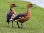 Gele Boomeend, Dieren en Toebehoren, Pluimvee, Eend, Mannelijk