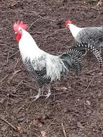 Zilverbrakel haan gratis., Dieren en Toebehoren