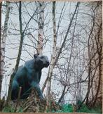Animaliers - Sculptures / Tableaux / Laques - Enghien 1980, Ophalen of Verzenden, Zo goed als nieuw