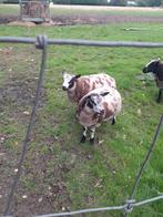 2 mooie Baggerbonte jonge dekrammen, Dieren en Toebehoren, Schapen, Geiten en Varkens, Mannelijk, Schaap