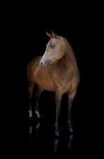 Drachtige paint horse, Jument, M