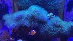Blue marine 200 zeeaquarium, Dieren en Toebehoren, Ophalen, Gebruikt, Gevuld zeewateraquarium