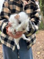Gratis cavia’s, Dieren en Toebehoren, Knaagdieren, September, Mannelijk, Cavia