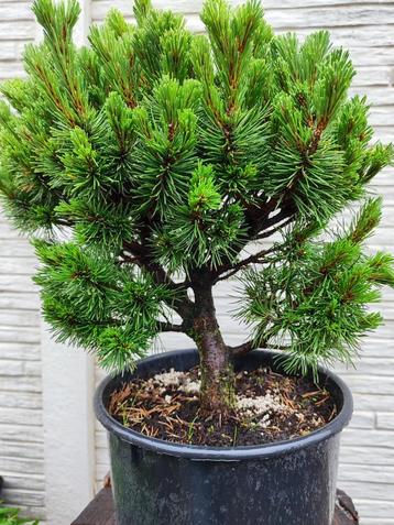 startplant bonsai Pinus mugo Lilliput  beschikbaar voor biedingen