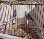 Grasparkiet mannen, Dieren en Toebehoren, Vogels | Parkieten en Papegaaien