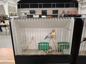 witkop distelvink (4koppels) beschikbaar voor biedingen