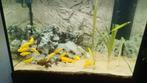 Malawi cichliden labidochromis caeruleus + aulonocara rubin, Animaux & Accessoires, Poissons | Poissons d'aquarium