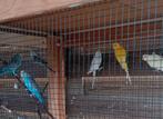 6parkieten kleur-2blauw, 2 geel 1 grijs 1 groen, Animaux & Accessoires, Oiseaux | Perruches & Perroquets
