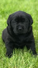 Zwarte Labrador pups beschikbaar, Animaux & Accessoires, Chiens | Retrievers, Épagneuls & Chiens d'eau, Plusieurs, Belgique, 8 à 15 semaines