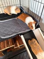 Cavia Beertjes GERESERVEERD, Dieren en Toebehoren, Juni, Mannelijk, Cavia
