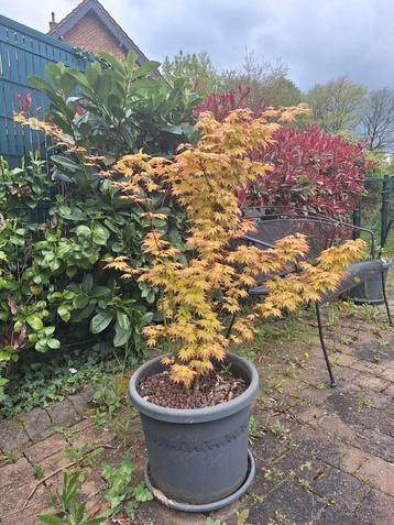 Acer. Érable du Japon. Taille +/- 1 mètre., Ophalen