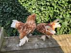 Ukkelse baardkriel HAAN, Dieren en Toebehoren, Mannelijk, Kip