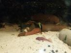 Ancistrus, Dieren en Toebehoren