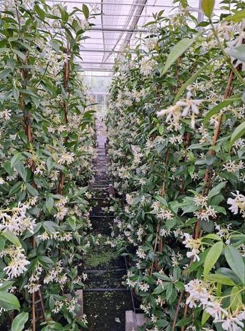 Trachelospermum jasminoides Toscaanse jasmijn beschikbaar voor biedingen
