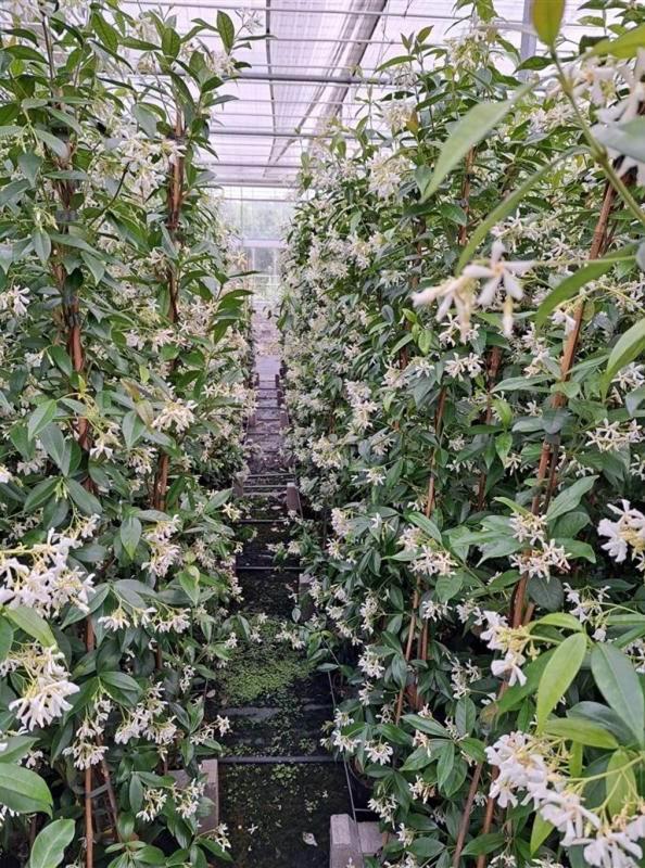Trachelospermum jasminoides Toscaanse jasmijn, Tuin en Terras, Planten | Struiken en Hagen, Ophalen of Verzenden