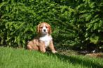Prachtig Ruby Cavalier pupje, CDV (hondenziekte), Meerdere, 8 tot 15 weken, Meerdere dieren