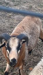 Kameroen schaap, Dieren en Toebehoren, Schapen, Geiten en Varkens, Mannelijk, Schaap, 0 tot 2 jaar
