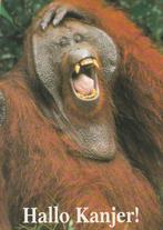 ORANG-OETAN   MAN   ( Hallo Kanjer ! ), Verzamelen, Postkaarten | Dieren, Verzenden, Ongelopen, Wild dier