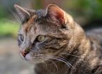 Fotoshoot katten, Ophalen