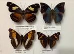 4 x vlinders voor collectie, 22 € / samen, Ophalen of Verzenden, Zo goed als nieuw