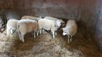Ramlammeren te koop, Dieren en Toebehoren, Schapen, Geiten en Varkens