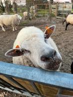 Schaap Jack zoekt thuis, Dieren en Toebehoren, Schapen, Geiten en Varkens, Schaap
