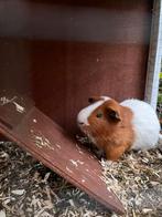 cavia’s te koop 2 broertjes wegens langdurige opnamen, Dieren en Toebehoren, Knaagdieren, Cavia, April, Mannelijk, Tam