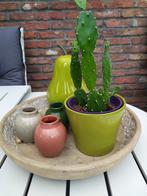 Cactus  in groene bloempot, Ophalen of Verzenden, Cactus