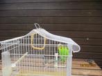 Vogelkooi met grasparkiet, Dieren en Toebehoren, Vogels | Parkieten en Papegaaien, Mannelijk, Parkiet