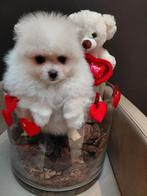 Pomeriaan teefje, Dieren en Toebehoren, Parvo, België, Keeshond, 8 tot 15 weken