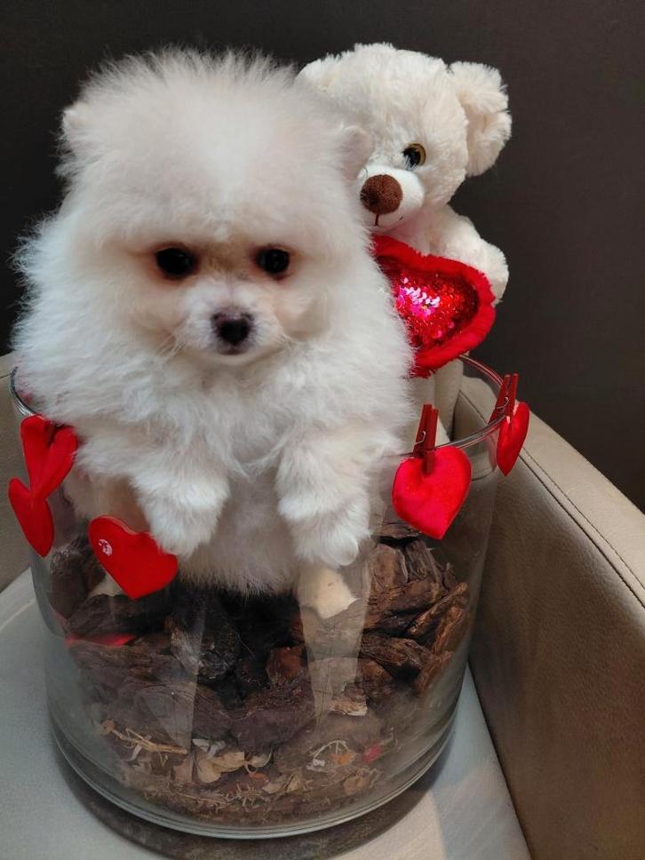 Pomeriaan teefje, Dieren en Toebehoren, Honden | Poolhonden, Keeshonden en Oertypen, Teef, Keeshond, Fokker | Professioneel, Eén hond