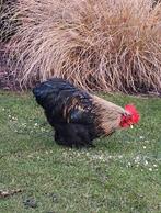 Cochin kriel haan, Dieren en Toebehoren, Pluimvee, Mannelijk, Kip