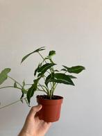 Syngonium wendlandii, Huis en Inrichting, Kamerplanten, Ophalen