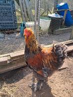 Brahma haan .goud patrijs., Dieren en Toebehoren, Ophalen of Verzenden